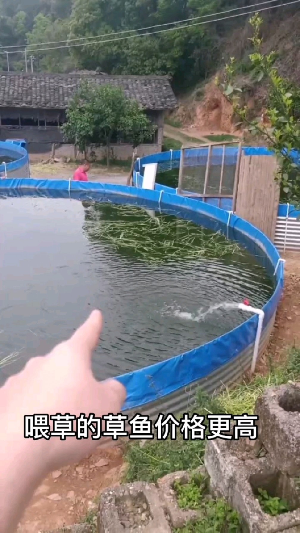喂草的草鱼价格更高效益更好