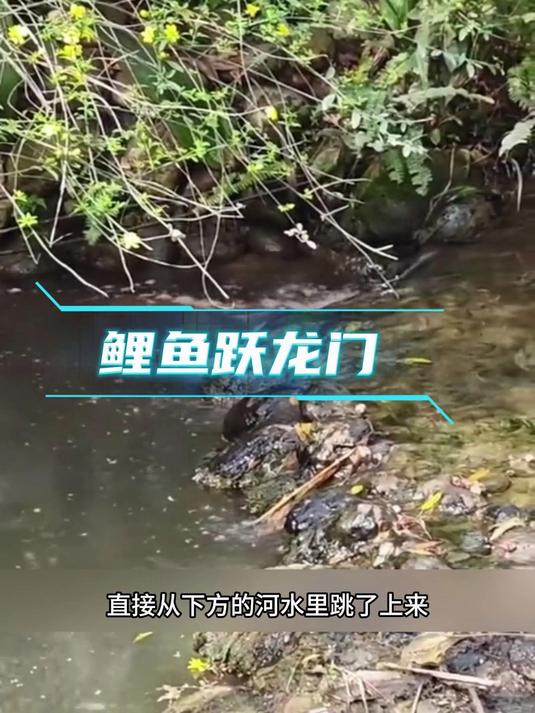 鲤鱼跃龙门你见过吗?