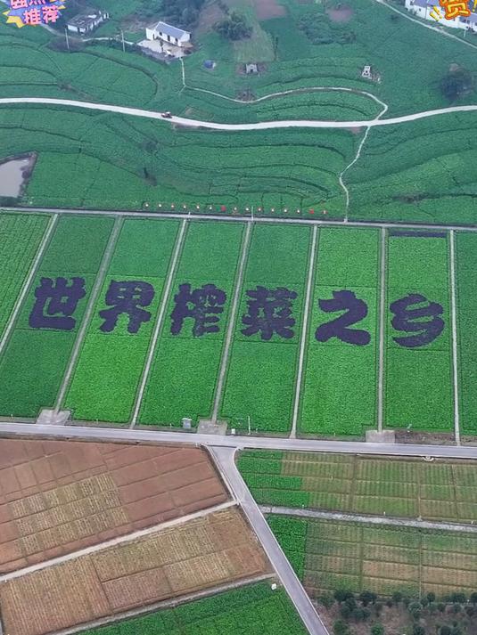 没胃口的时候来一包 涪陵榨菜_ 榨菜_ 好吃到停不下来