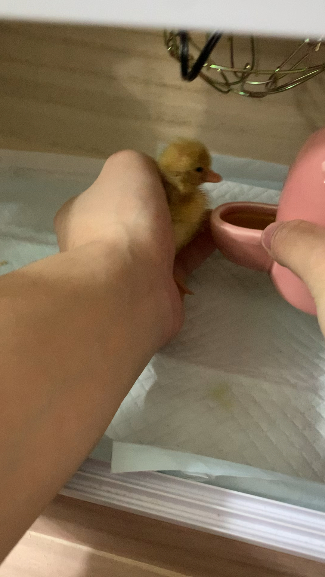 喂小鸭鸭喝水