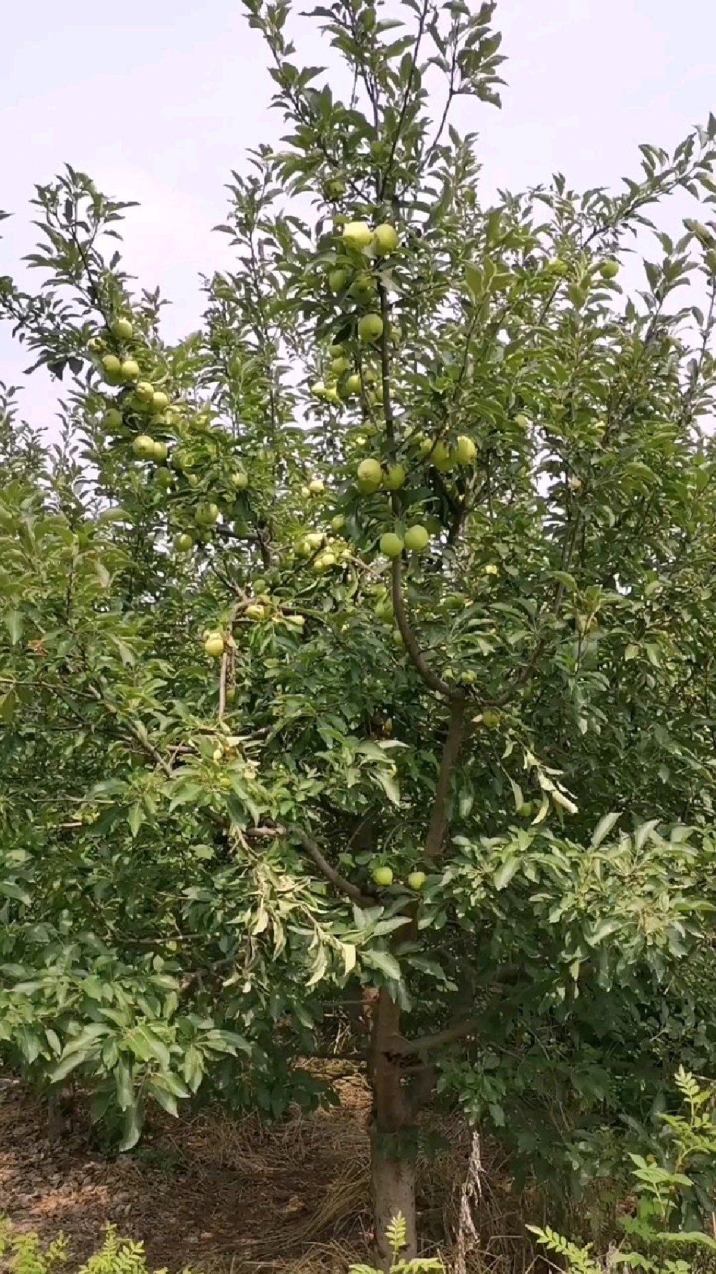 农作物常见9种缺素症(缺磷)