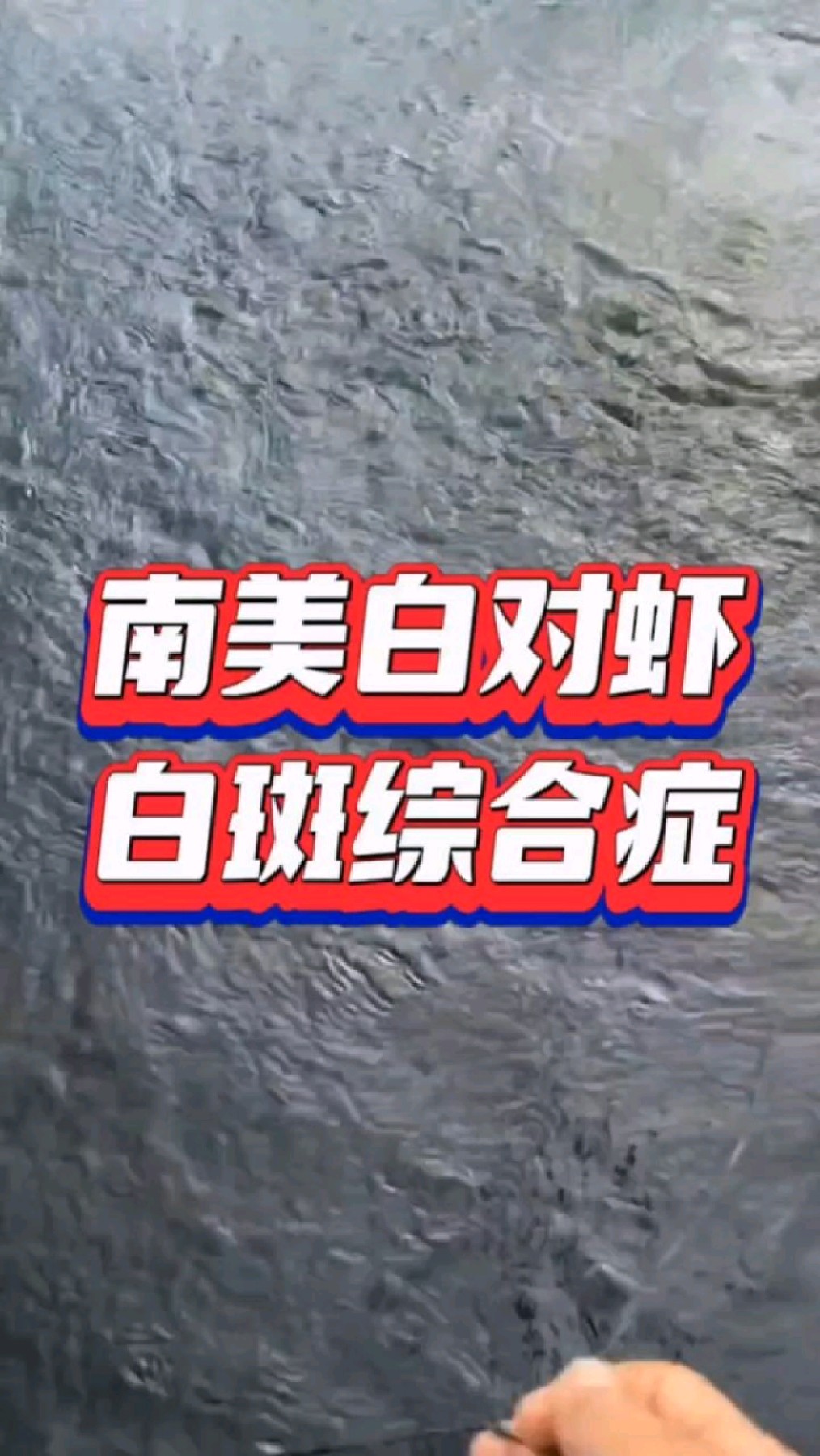南美白对虾白斑综合症
