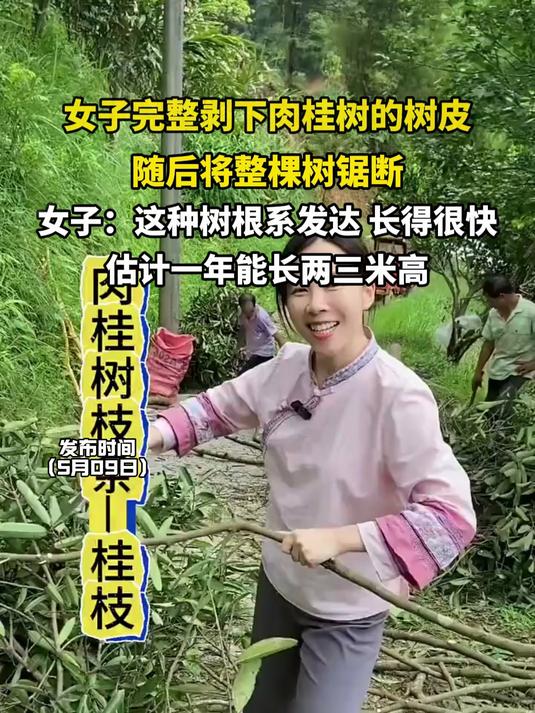 女子完整剥下肉桂树的树皮，随后将整棵树锯断