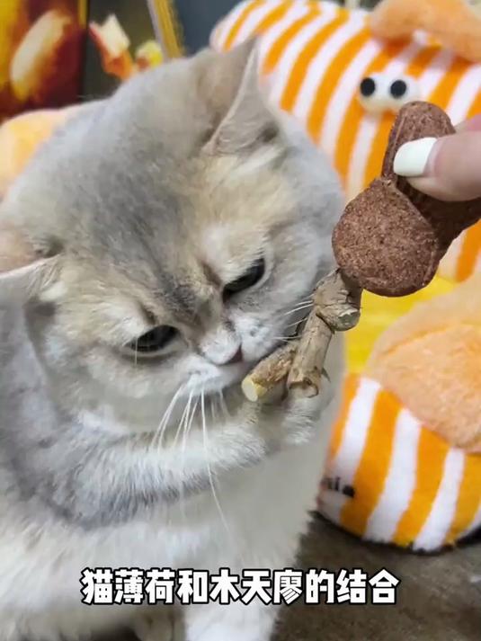 鱼骨头猫咪磨牙棒木天蓼加猫薄荷玩具