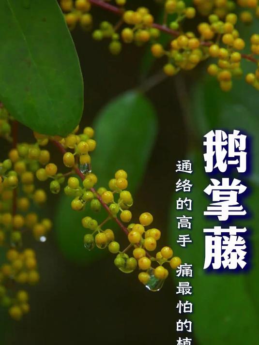 通洛高手,鹅掌藤,认识它可是很好的,你们认识它吗?