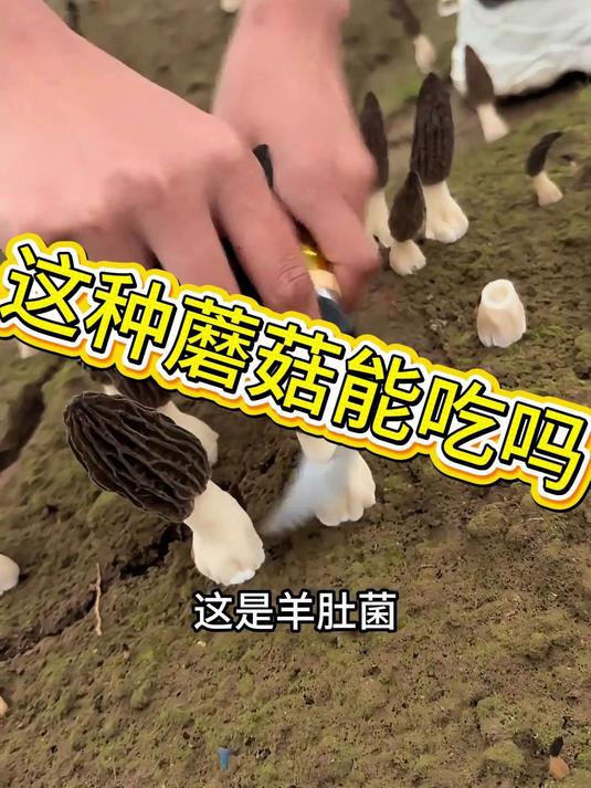 羊肚菌可以吃吗