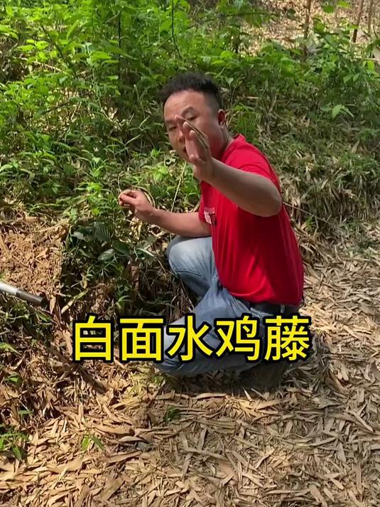 白面水鸡藤,野生药材