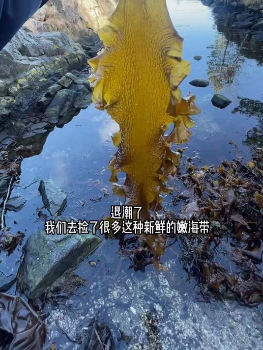 户外人的春天来啦,退潮后赶海很容易捅到新鲜海带苗的窝子