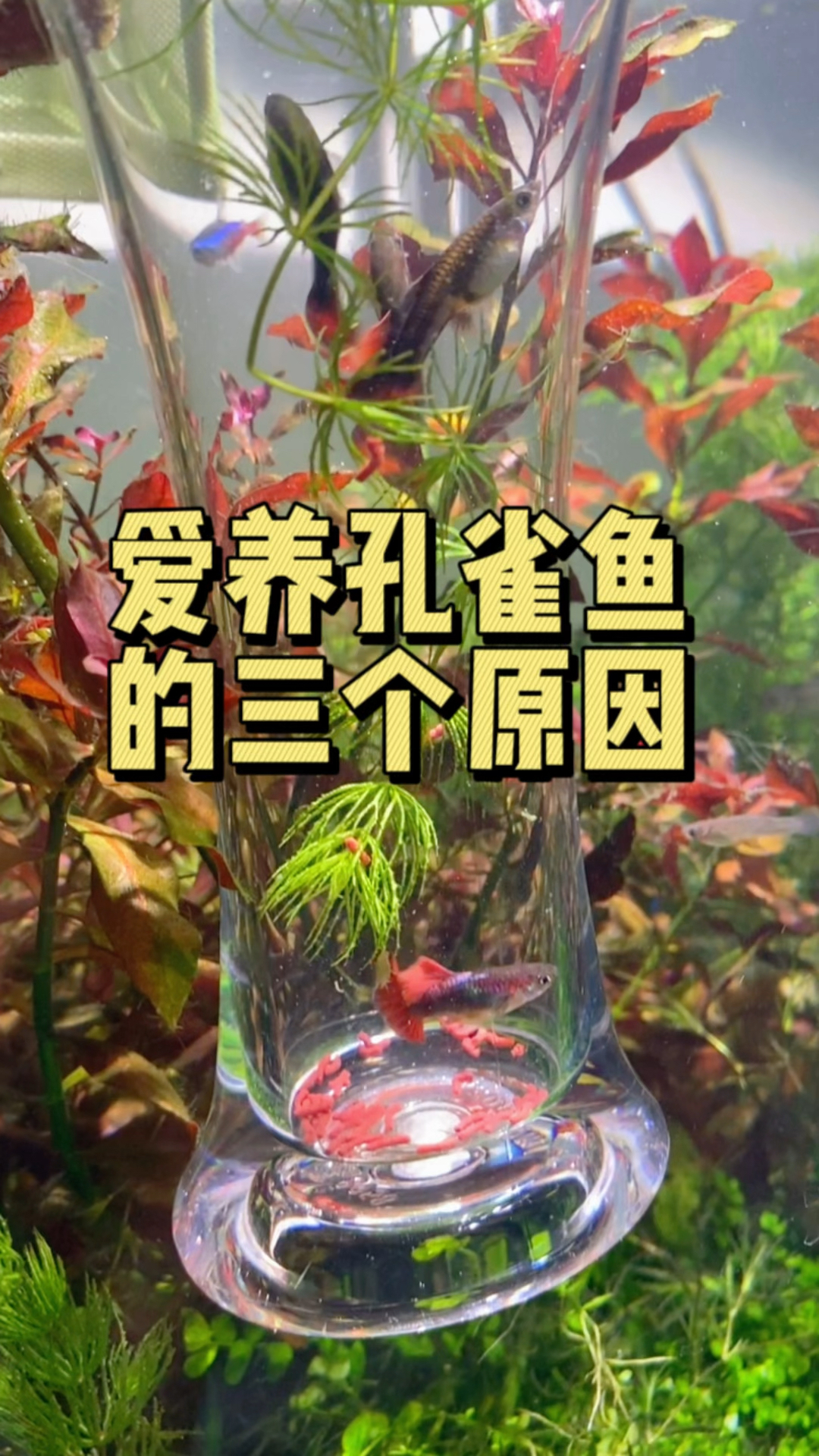 夏季是孔雀鱼最好养的季节,无需特别照料随便养都可以爆缸!#水族 #孔雀鱼 #养鱼日记
