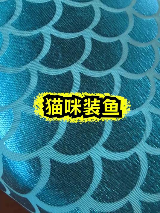 二咪子想变美人鱼,就是不知道能游泳不