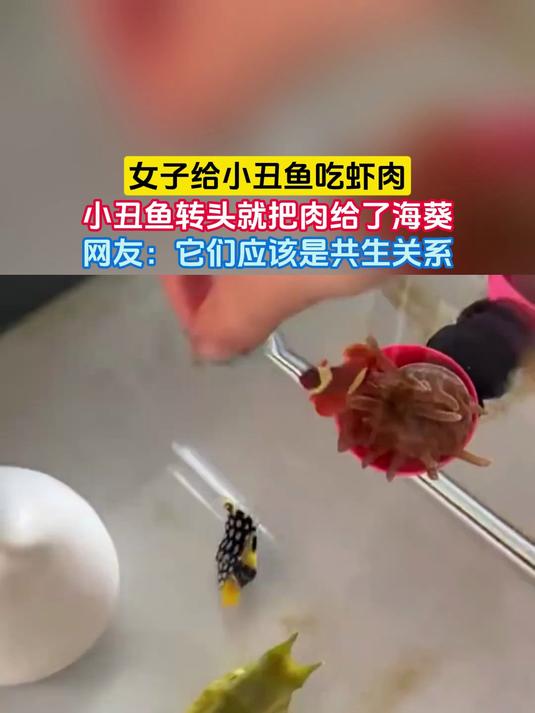 女子给小丑鱼吃虾肉,小丑鱼转头就把肉给了海葵,网友:它们应该是共生关系