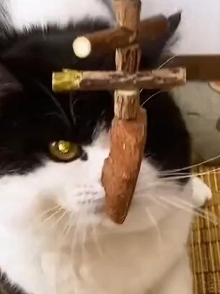 猫咪猫薄荷磨牙棒鱼骨头耐咬自嗨玩具