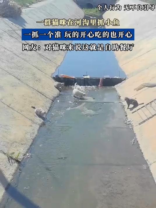 一群猫咪在河沟里抓小鱼，一抓一个准，玩的开心吃的也开心