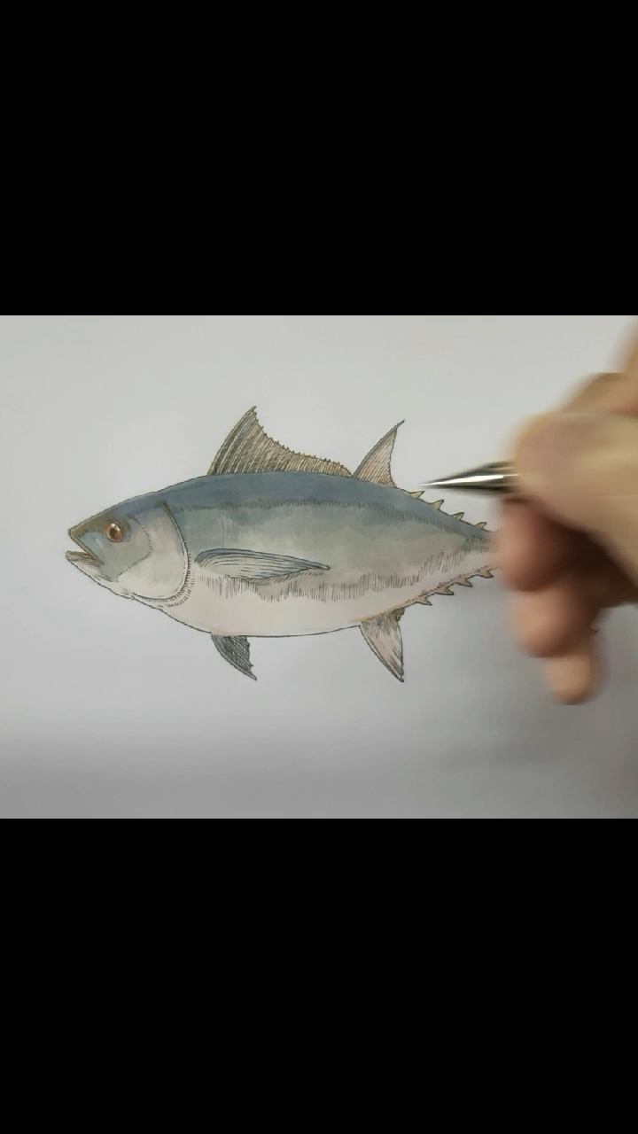 一起来用马克笔画个刺身吧