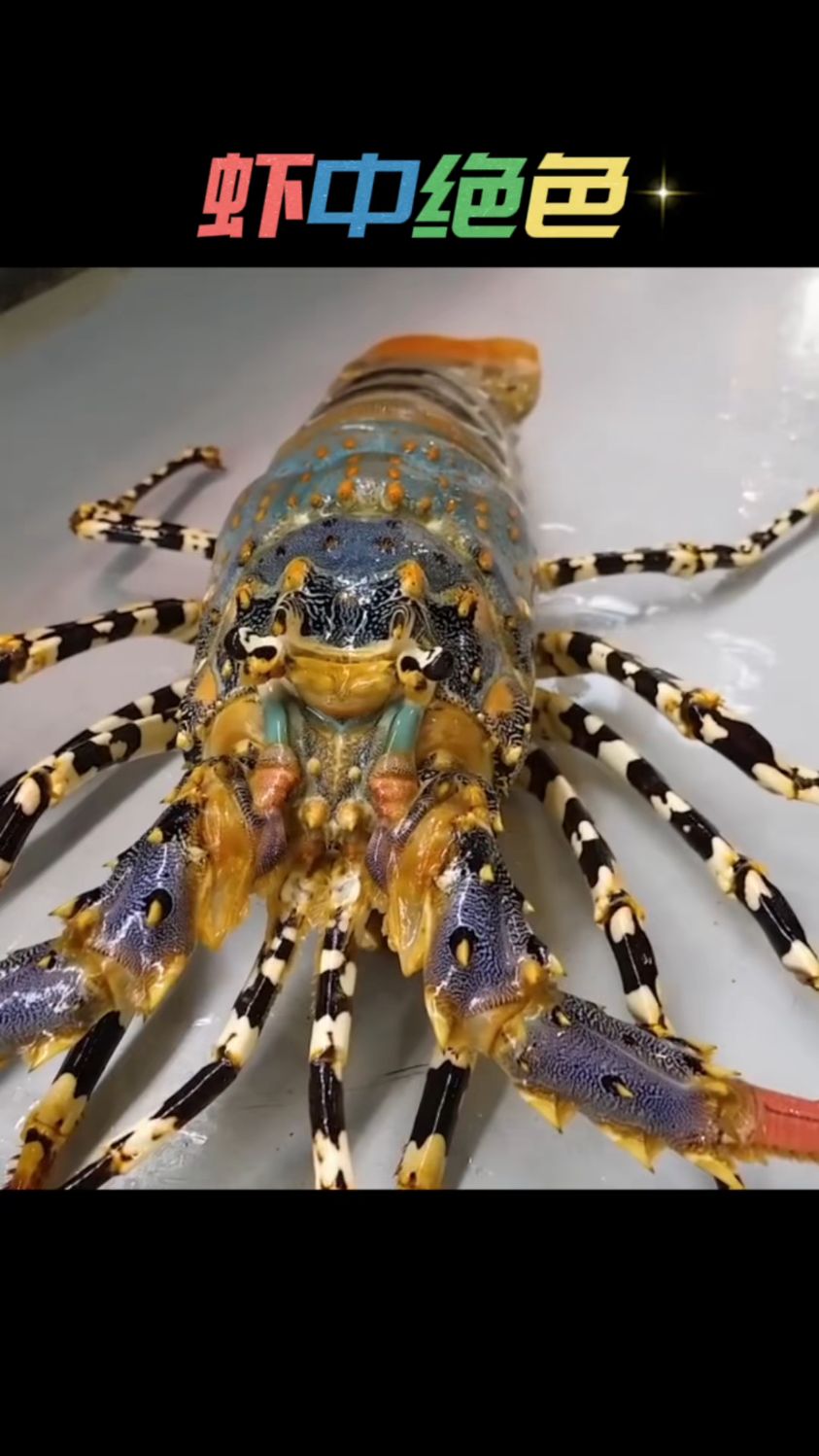 韩国海鲜市场新到的锦绣大花龙,颜值堪称虾中绝色
