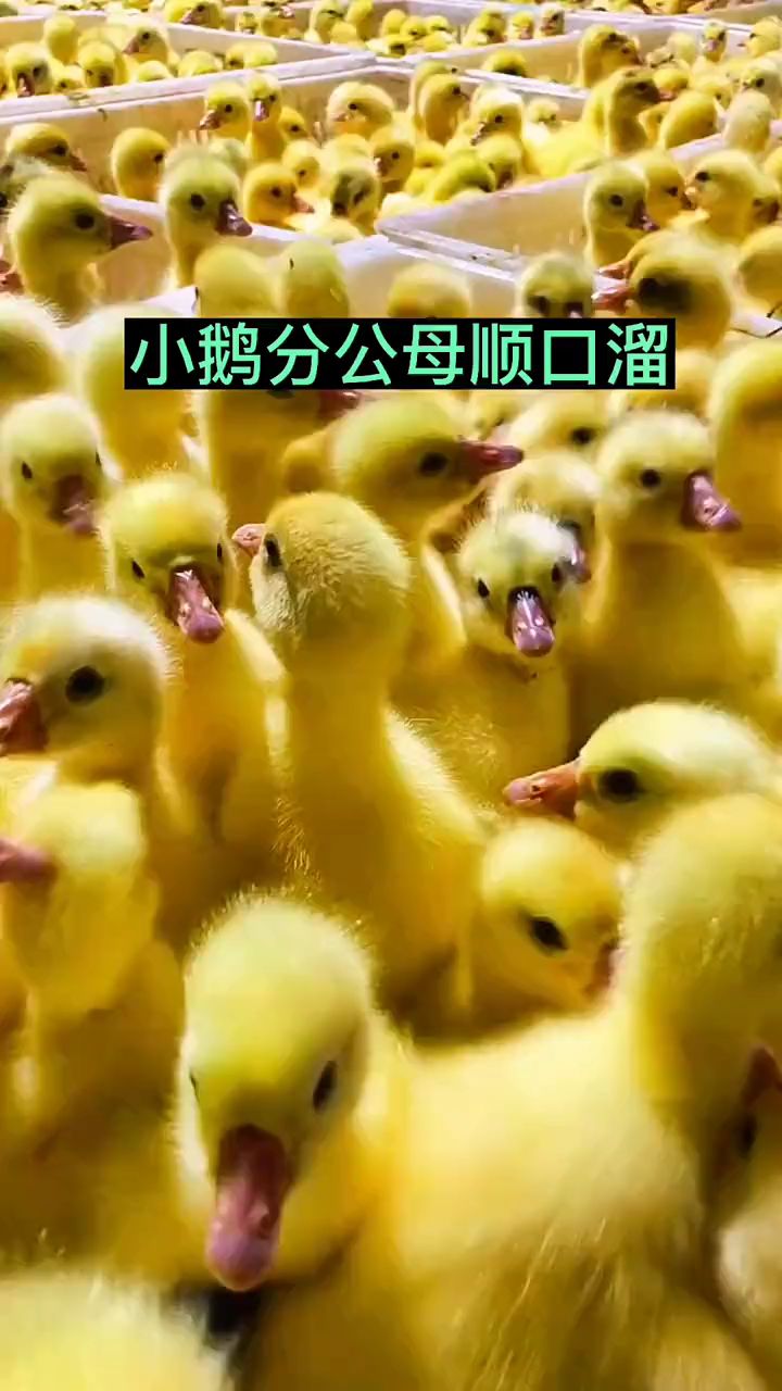 小鹅分公母顺口溜