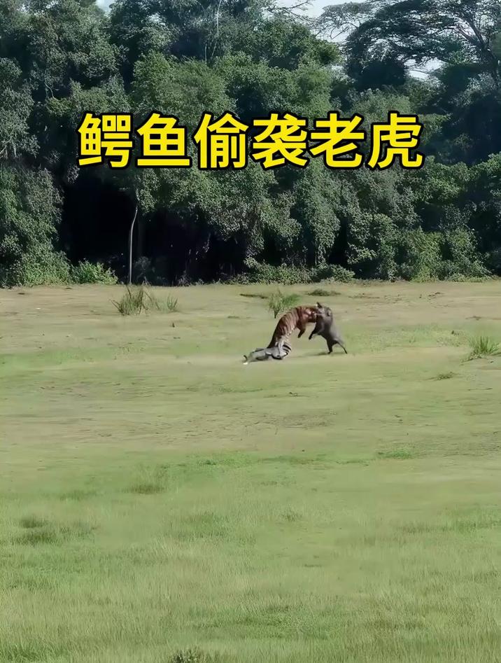 鳄鱼卡视野偷袭老虎,不料老虎神奇地躲过