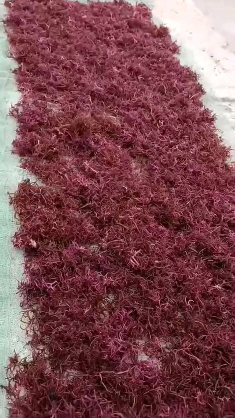 自采自晒南澳野生赤菜,