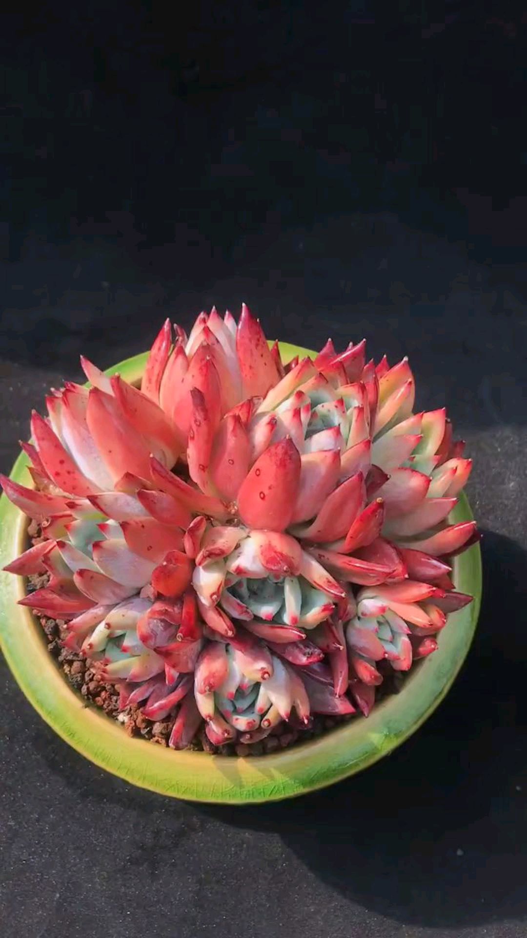 多肉布兰迪的极致烧烤红,不知道有欣赏的朋友没