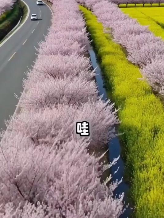 春天去平坝樱花，打卡世界级樱花海#花满春城我代言#