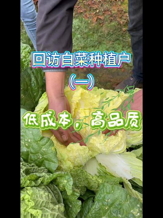 如何低成本种出高品质果蔬#云南地康源肥料厂#娃娃菜的种植#