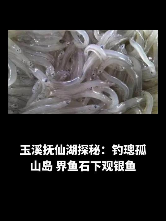 玉溪抚仙湖探秘:钓璁孤山岛,界鱼石下观银鱼,车水捕捞景绝伦