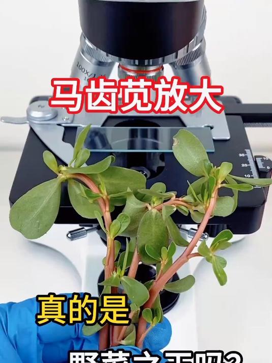 老铁们吃过马齿苋吗?