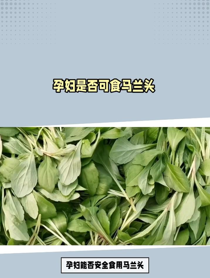 孕妇是否可食马兰头