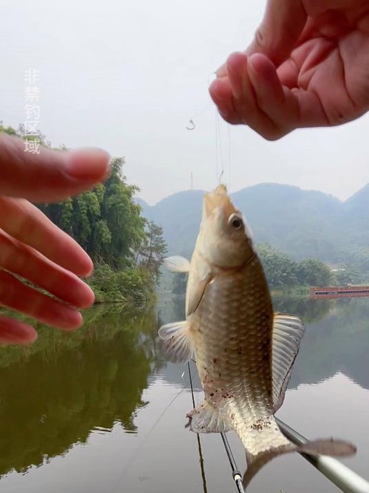 这是你用过就会喜欢的酒米窝料,垂钓鲫鱼很好用