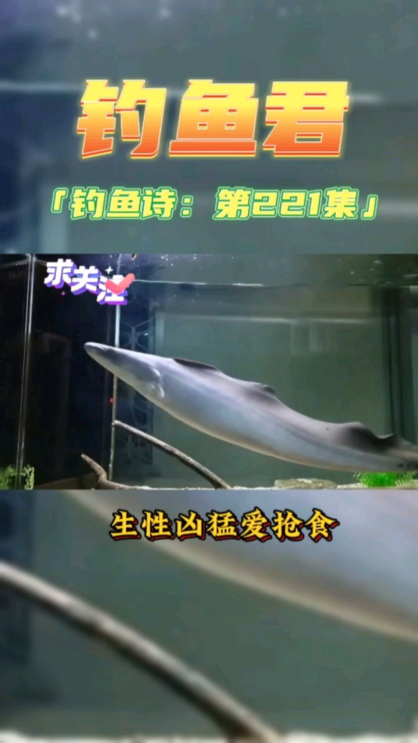 钓鱼君之钓鱼口诀:第221集(钓尼罗河魔鬼鱼)鱼类百科 神仙鱼