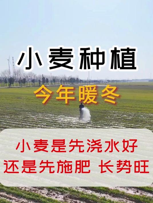 今年暖冬,小麦是先浇水还是先施肥