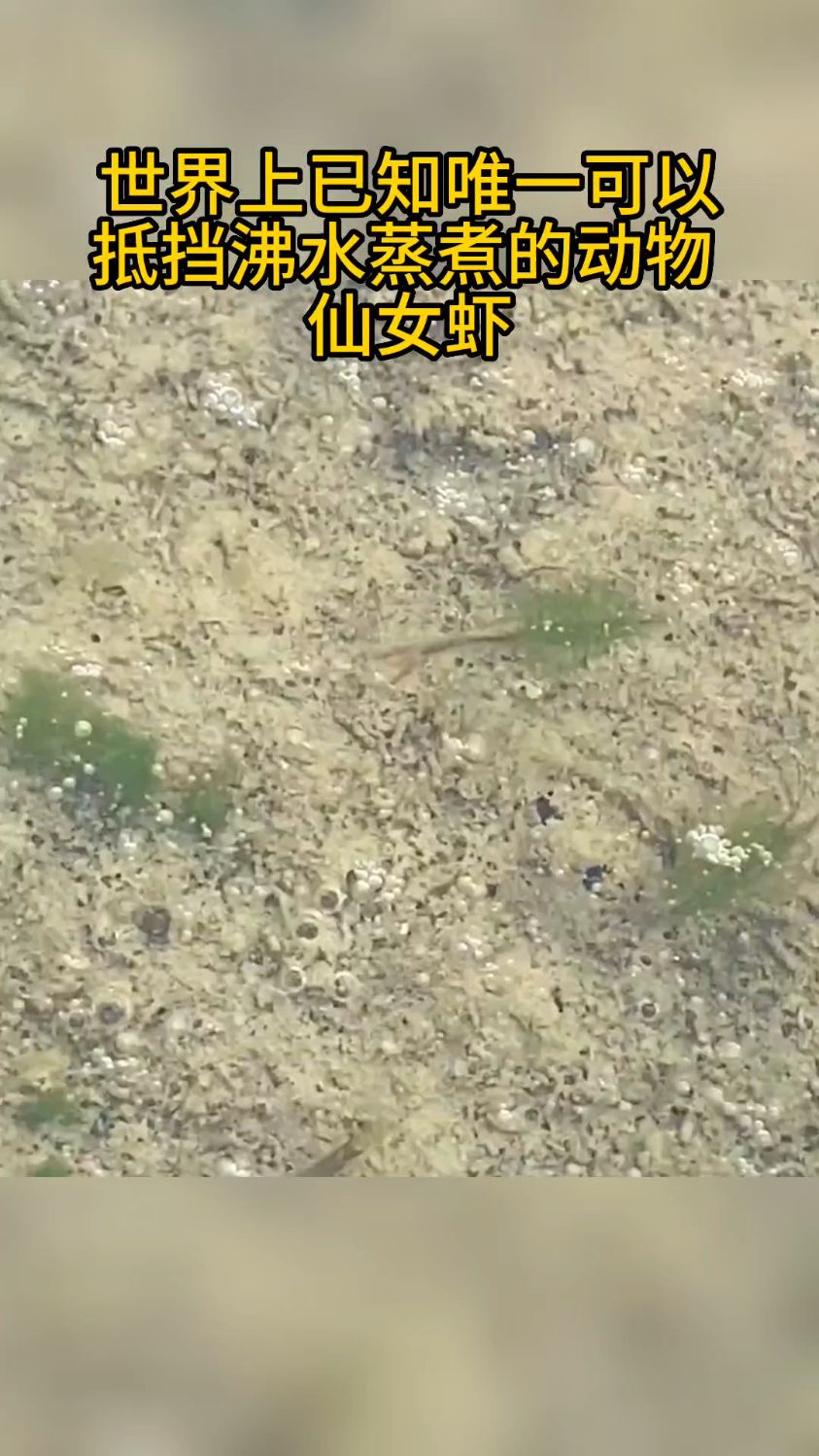 世界上已知唯一可以抵挡沸水蒸煮的动物,仙女虾