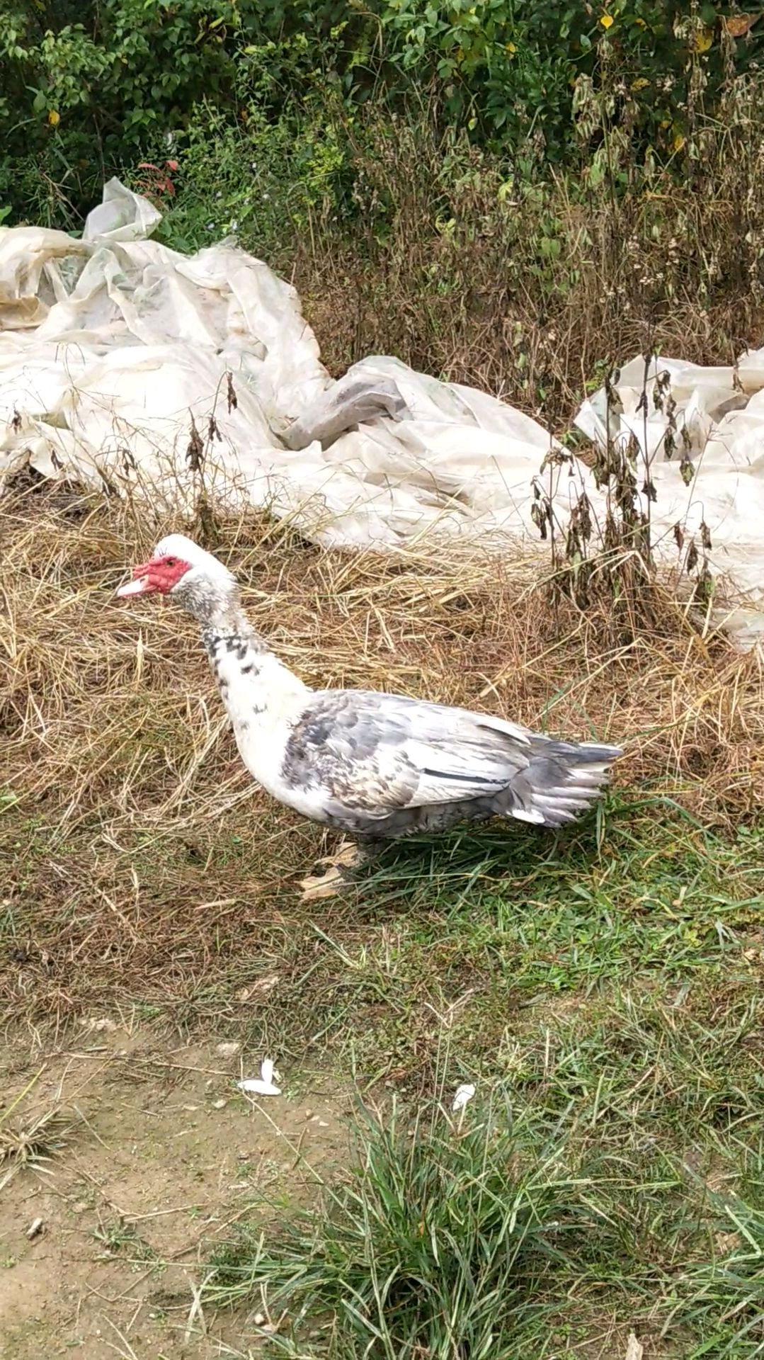 这样的灰花番鸭爱了吗