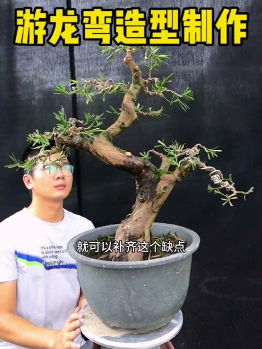 游龙弯造型罗汉松盆景的制作过程