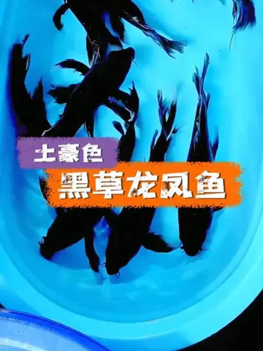 养黑草龙凤鱼,秒变霸总范儿!冷水观赏鱼推荐