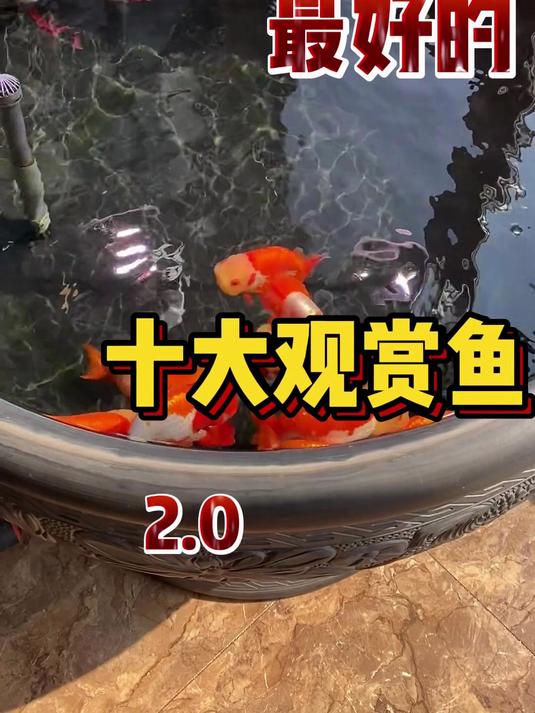 水族店销量最好的十大观赏鱼2.0