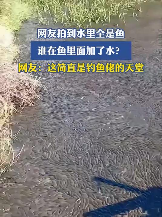 网友拍到水里全是鱼，谁在鱼里面加了水？