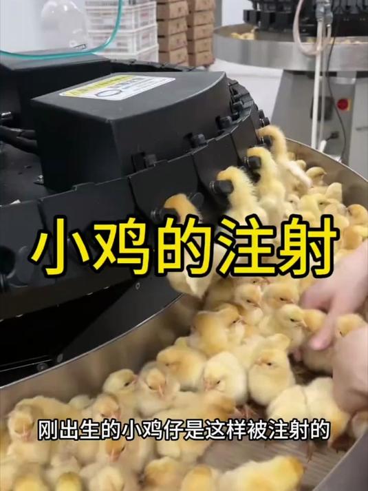 给小鸡打针的流水线