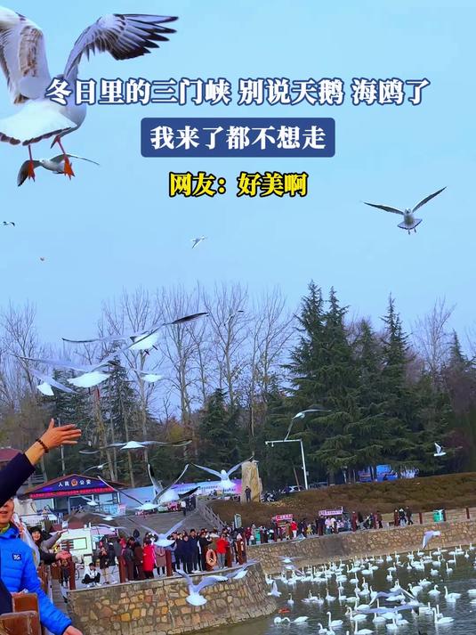 冬日里的三门峡,别说天鹅、海鸥了,我来了都不想走