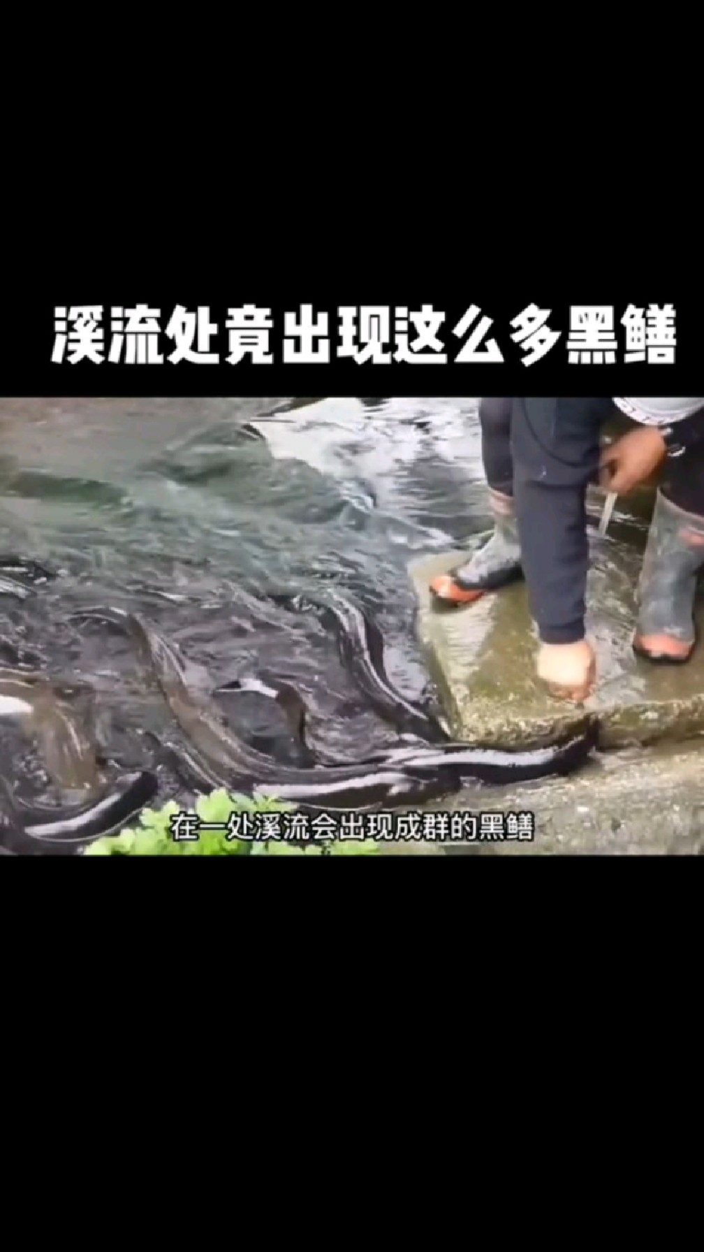 溪流处竟出现这么多黑鳝鱼!