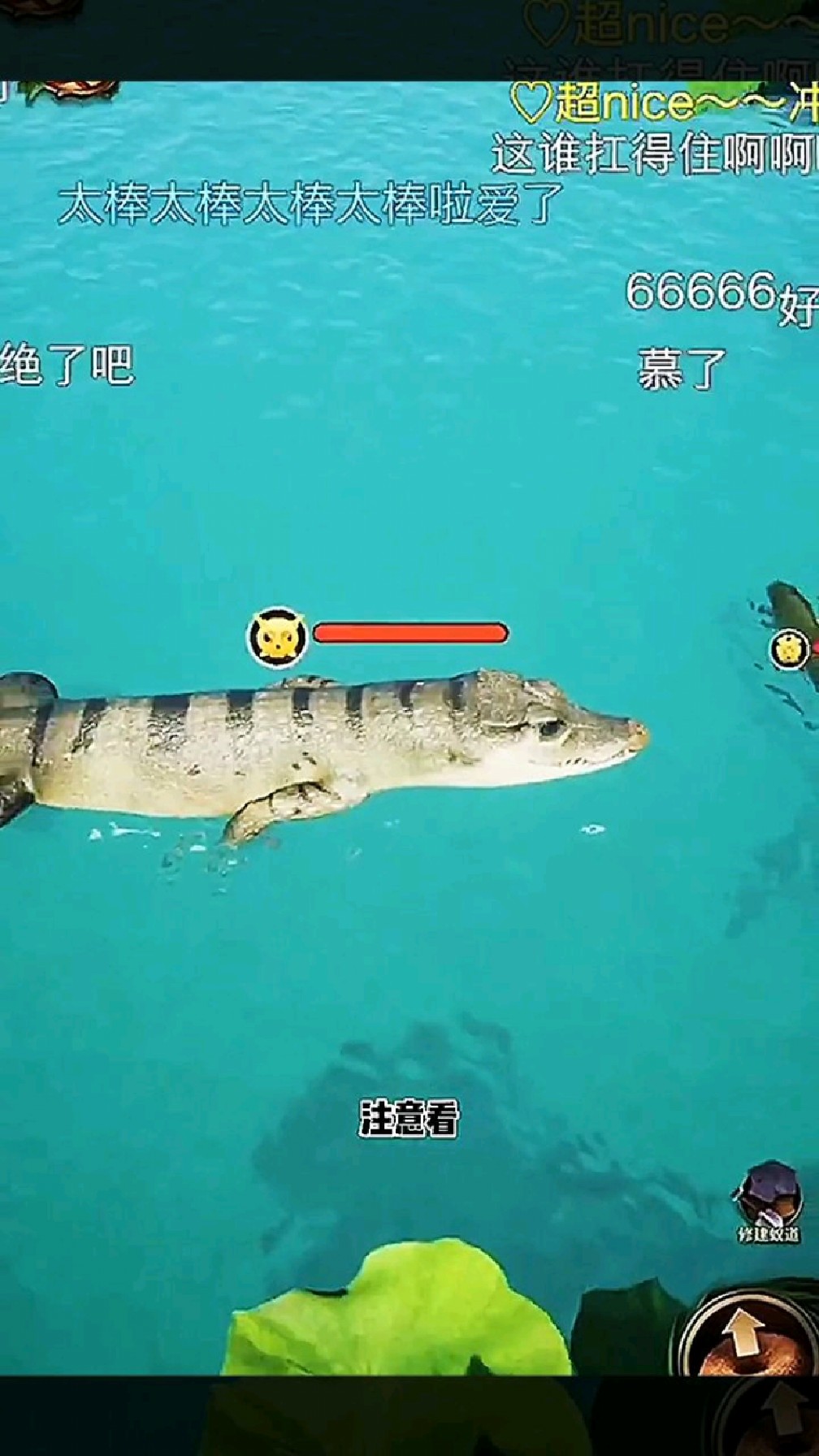 粉色娃娃鱼一下就被电晕了!