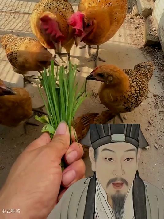 养鸡不用韭菜?你钱多烧得慌是吧?记不住这些招活该你亏钱!