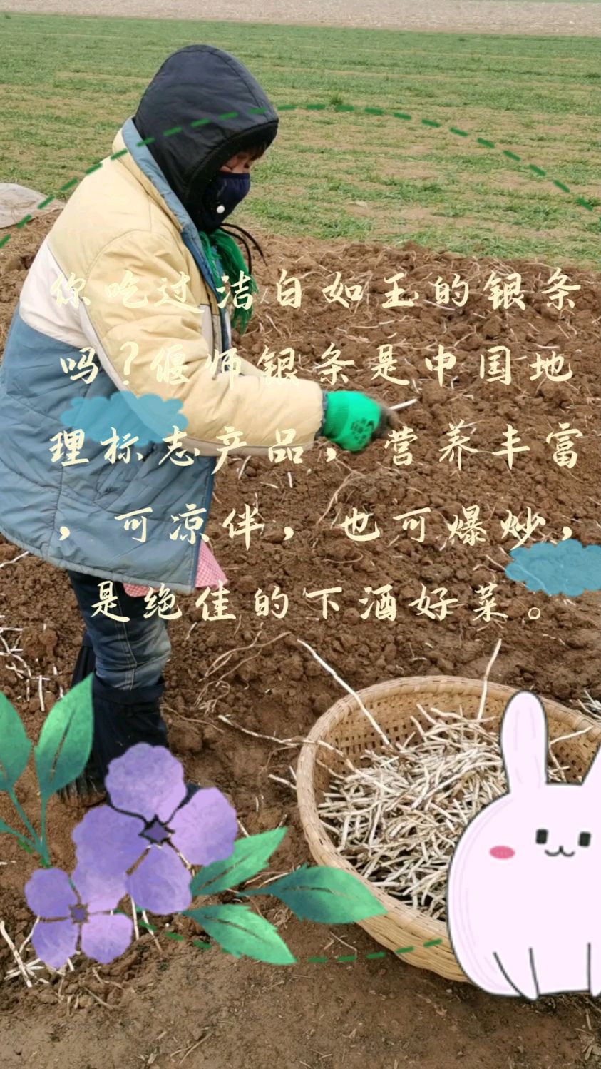 你吃过偃师银条吗?它是国家地理标产品,洁白如玉,营养丰富,,是绝佳的下酒好菜。