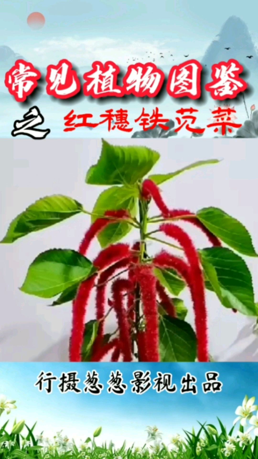 红穗铁苋菜,美到亮眼