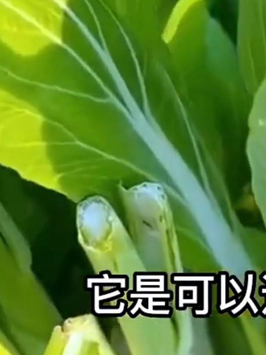 早熟白菜苔甜嫩无渣,撒子就活,现在种上,一月能吃好几茬
