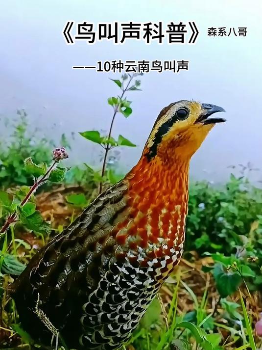沉浸体验鸟叫声,10种云南人熟悉的鸟叫声