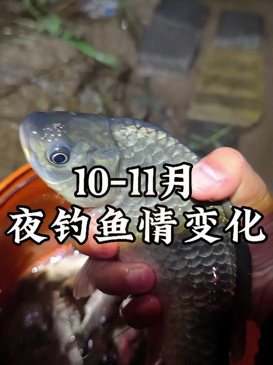鱼获大比拼一个视频记录10-11月夜钓鱼获看冬季夜钓鱼情变化
