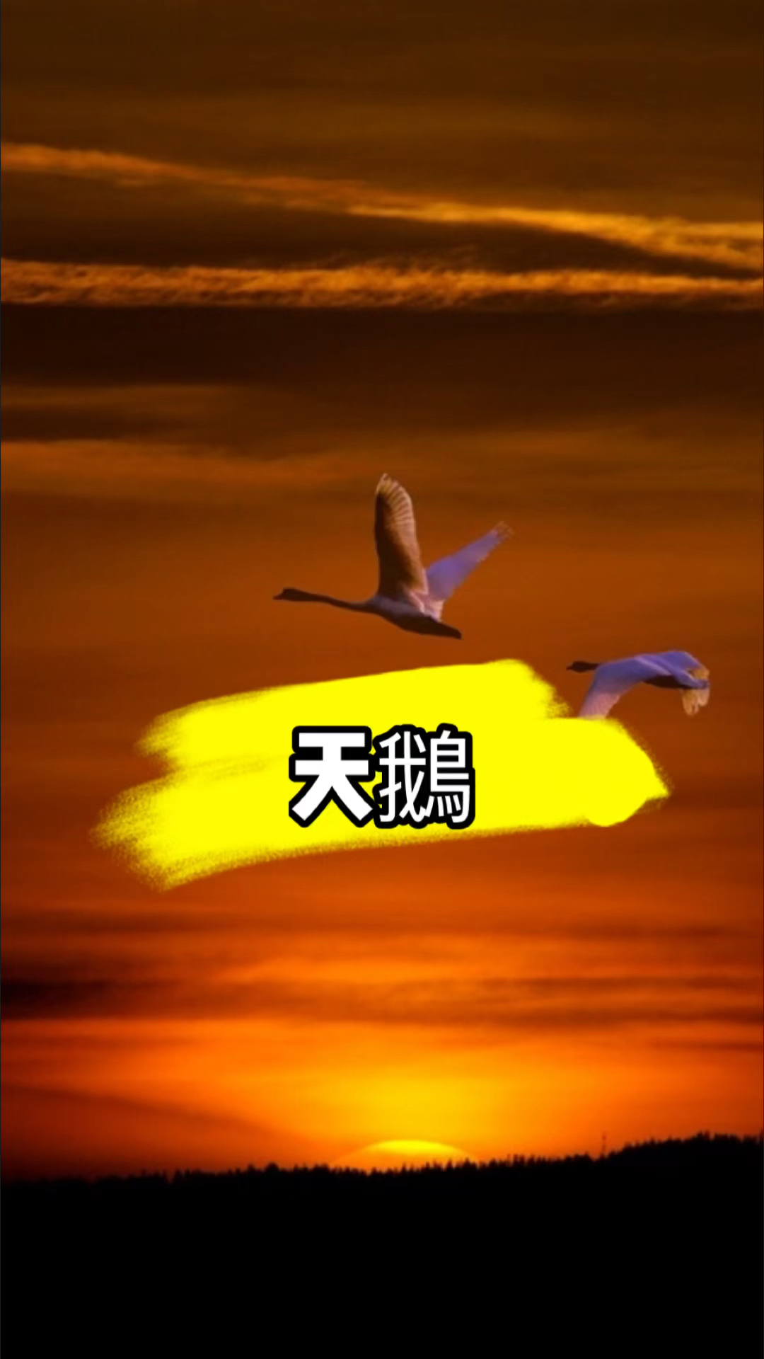 马友友的大提琴《天鹅》出神入化音乐好美~