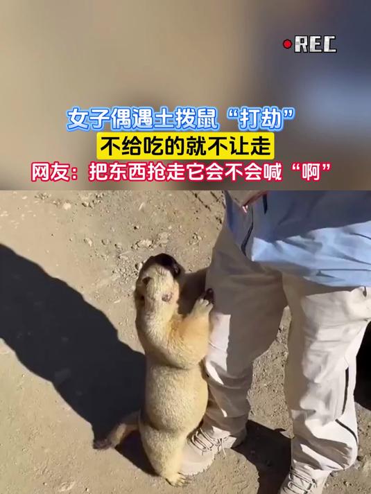女子偶遇土拨鼠“打劫”,不给吃的就不让走