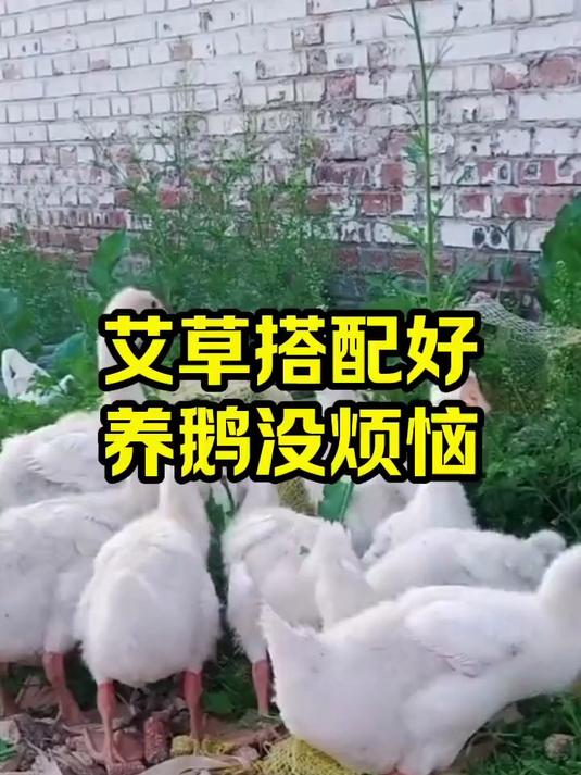 艾草搭配好 养鹅没烦恼